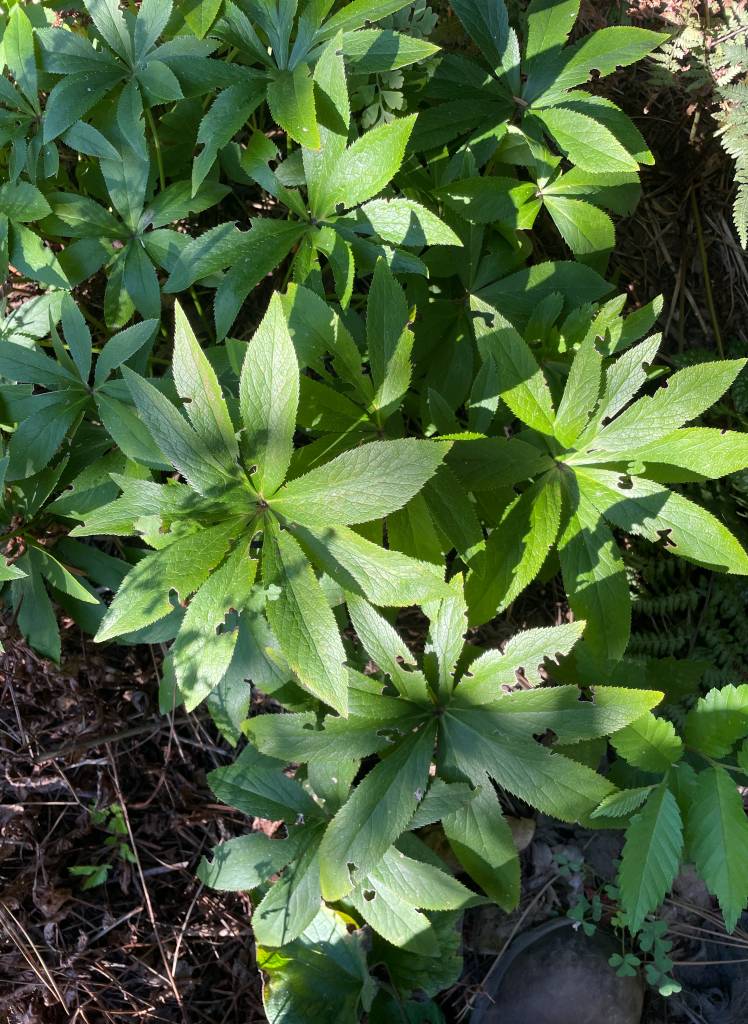 Plant name: Hellebores; Christmas Roses; Lenten Roses: Winter Roses Helleborus spp. 